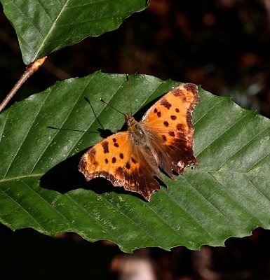 Eastern Comma