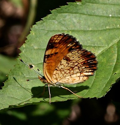 Pearl Crescent female ventral