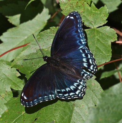 Red-spotted Purple hybrid