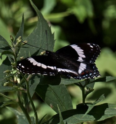 White Admiral dorsal