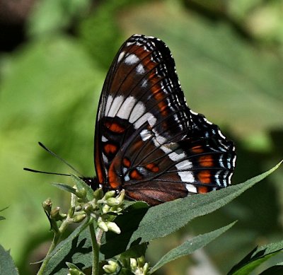 White Admiral ventral