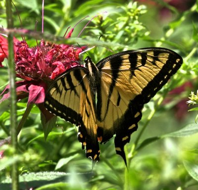 Eastern Tiger Swallowtail