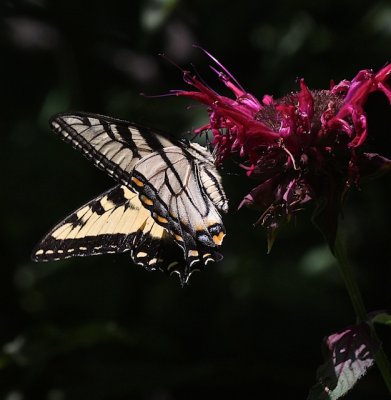 Eastern Tiger Swallowtail ventral