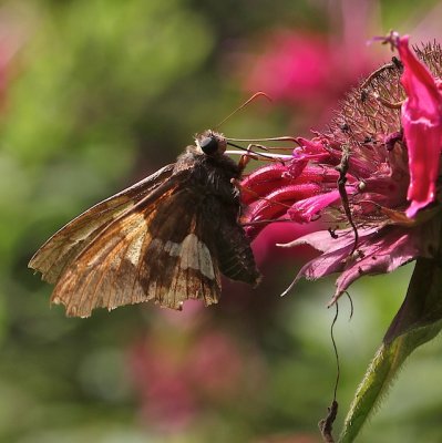 Silver-spotted Skipper very worn