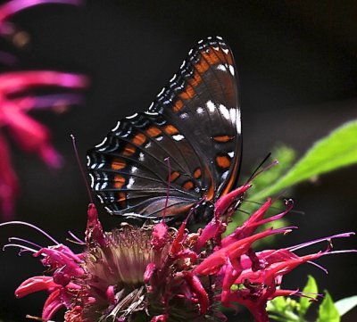 Red-spotted/White Admiral Hybrid right ventral