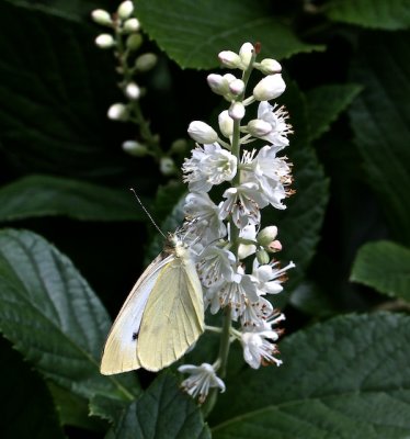 Cabbage White