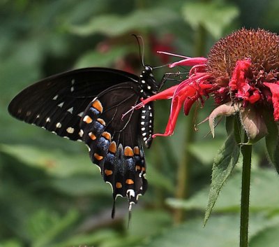 Spicebush Swallowtail