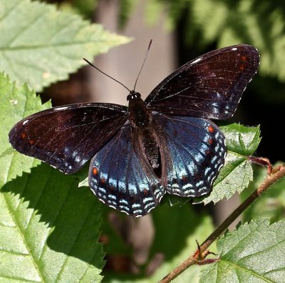 Red-spotted Admiral hybrid
