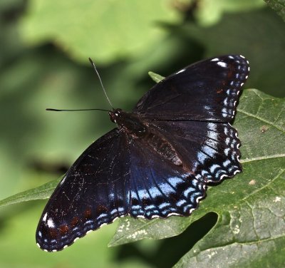Red-spotted Admiral hybrid, dorsal