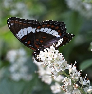 White Admiral ventral