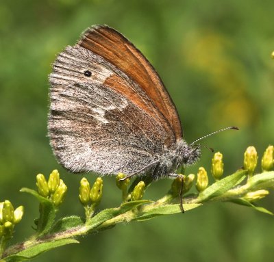 Common Ringlet