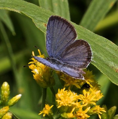 Eastern Tailed-Blue male dorsal