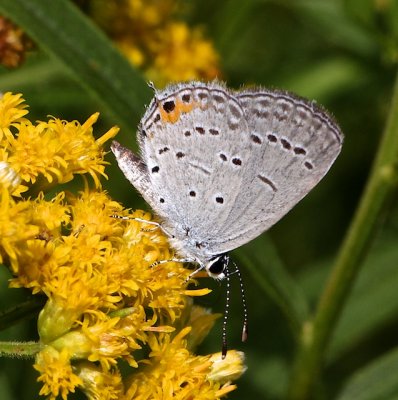 Eastern Tailed-Blue male ventral