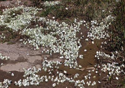 Cabbage Whites puddling