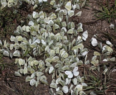 Cabbage Whites puddling