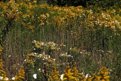 Cabbage Whites