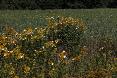 Cabbage Whites