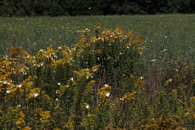 Cabbage Whites