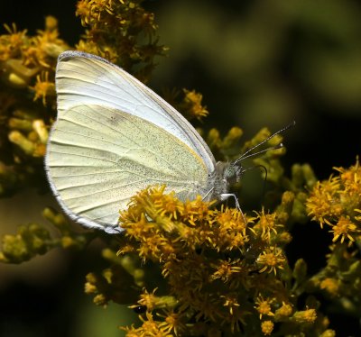 Cabbage White