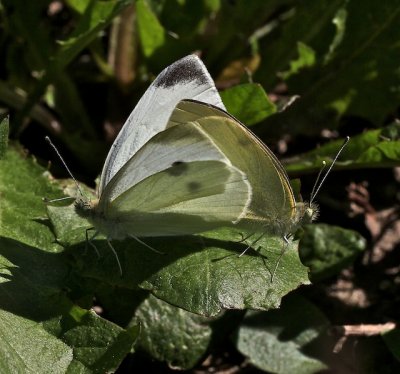 Cabbage White pair