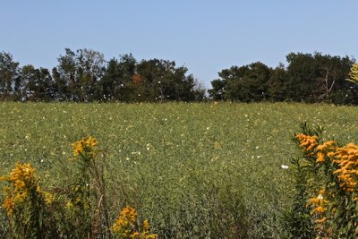 Cabbage White field