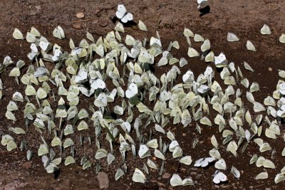 Puddling Whites