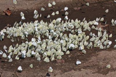 Puddling Cabbage Whites