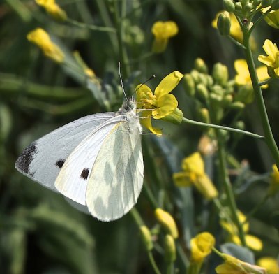 Cabbage White on canola blossoms