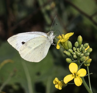 Cabbage White on canola blossoms