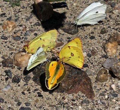 Orange Sulphur dorsal, Clouded Sulphur