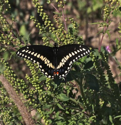 Black Swallowtail