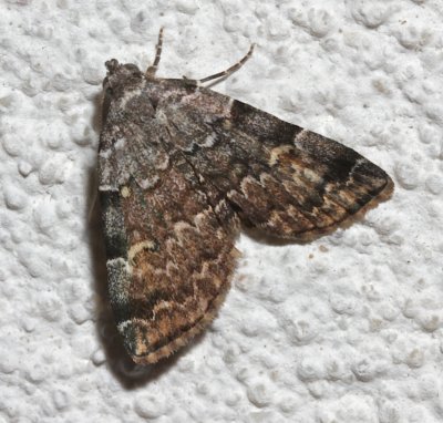 8322, Idia americana