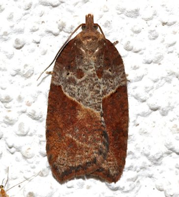 3533, Acleris celiana, Celiana's Acleris