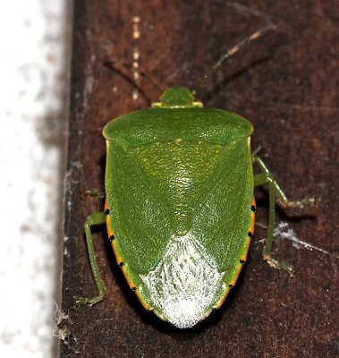 Green Shield bug  