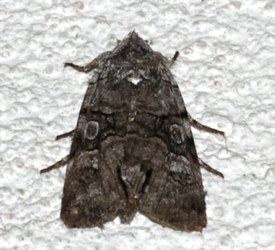 10067, Sympistis  chionanthi, Fringe-tree Sallow