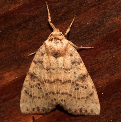 9961, Dotted Sallow