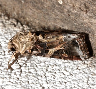 9669, Yellow-striped Armyworm