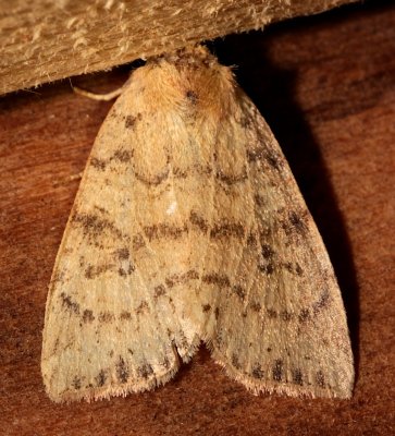 9961, Dotted Sallow  