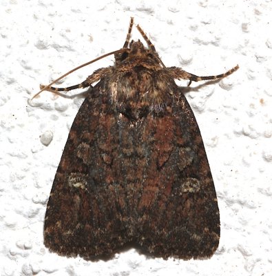 9367.1 Apamea cogita, Thoughtful Apamea