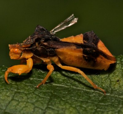ambush Bug, Phymata  americana