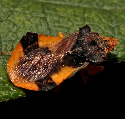 Ambush Bug, Phymata 