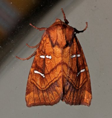 9482, Papaipema speciosissima, Osmunda Borer