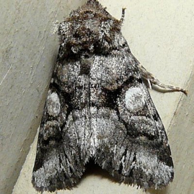 10317, Hadena capsularis, Capsule moth