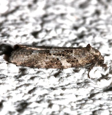 3567.1, Cnephasia stephensiana, Gray Tortrix Moth