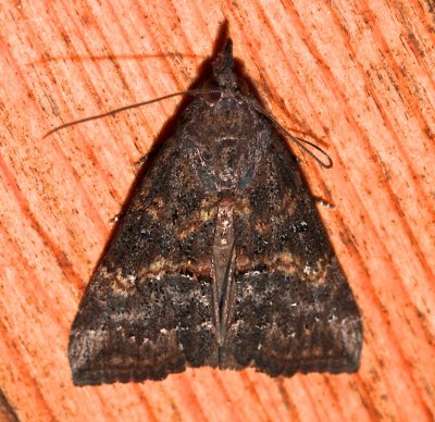 8465, Hypena scabra, Green Cloverworm Moth