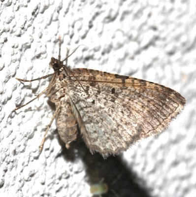 7417, Disclisioprocta, stellata, Somber Carpet Moth