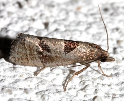 3116, Eucosma dorsignitana, Triangle-backed Eucosma