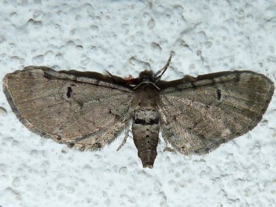 7586.1, Eupithecia  absinthiata, Wormwood Pug 