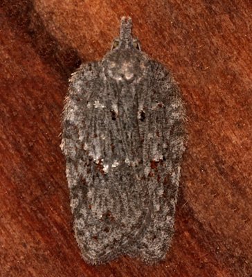 3556, Acleris nigrolinea, Black-lined Acleris?