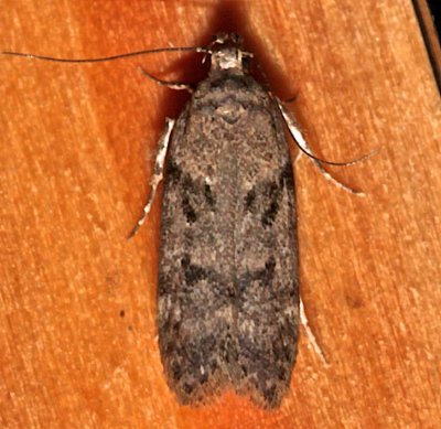 2099, Chionodes obscurusella, Boxelder Leafworm Moth